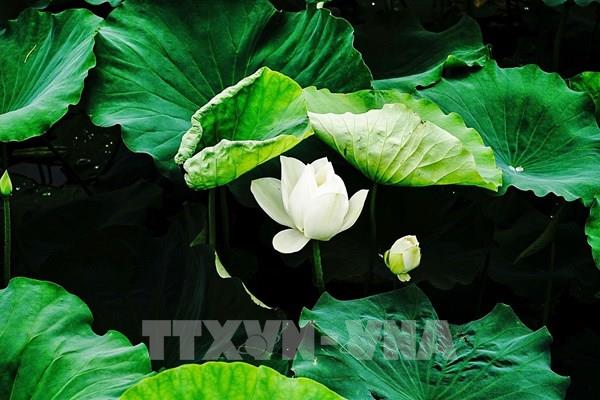 Ngắm vẻ đẹp tinh khiết của hoa sen Tây Hồ