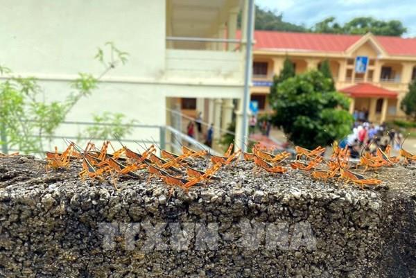 Ngăn châu chấu tre lưng vàng lan rộng, gây hại