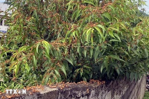 Cao Bằng: Gần 500 ha cây trồng bị châu chấu lưng vàng gây hại