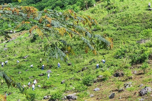 Tập đoàn TH hỗ trợ cộng đồng để “Rừng xanh lên”