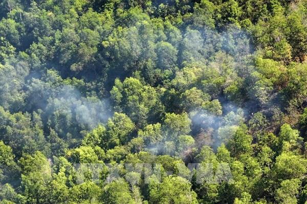 Bình Định dập tắt hoàn toàn cháy rừng tại khu vực núi Chóp Vung