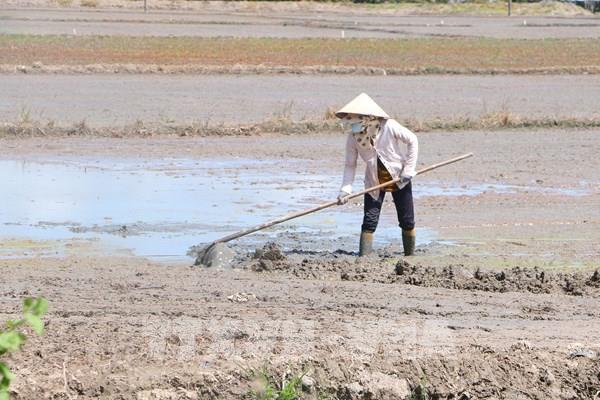 Sóc Trăng xuống giống vụ Hè Thu sau ảnh hưởng hạn mặn