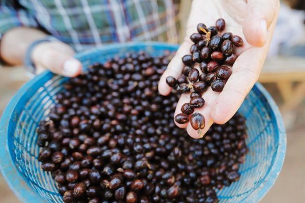Bức tranh sáng màu của thị trường cà phê Thái Lan 