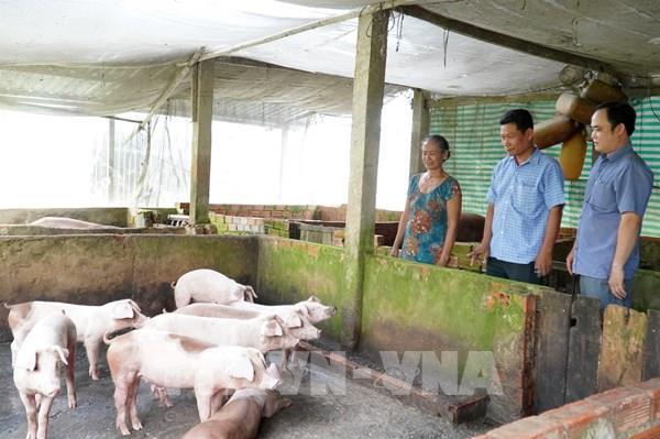 Giá lợn hơi tăng, người chăn nuôi cần lưu ý gì tái đàn?