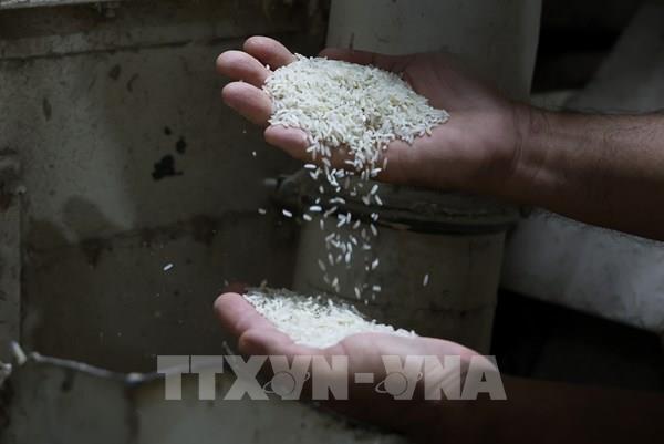 Nguồn cung dồi dào, giá gạo Việt Nam giảm