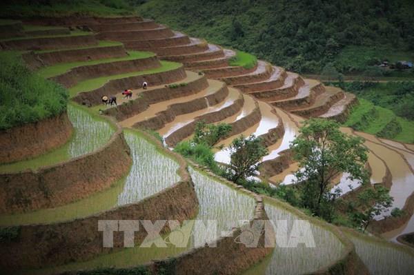 Ruộng bậc thang Khun Há vào mùa nước đổ
