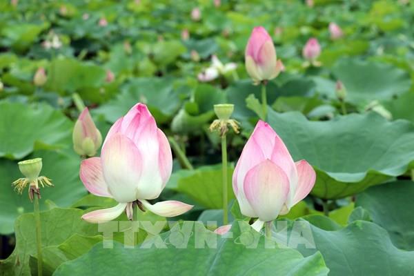Rộn ràng mùa sen nở tại Ninh Bình