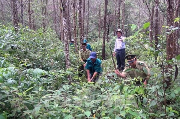 Phú Yên cảnh báo nguy cơ cao xảy ra cháy rừng