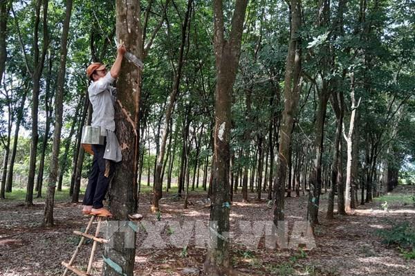 Giá thu mua mủ cao su ở Bình Phước tăng vọt