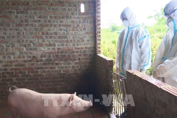 Quyết liệt, đồng bộ giải pháp kiểm soát bệnh dịch tả lợn châu Phi