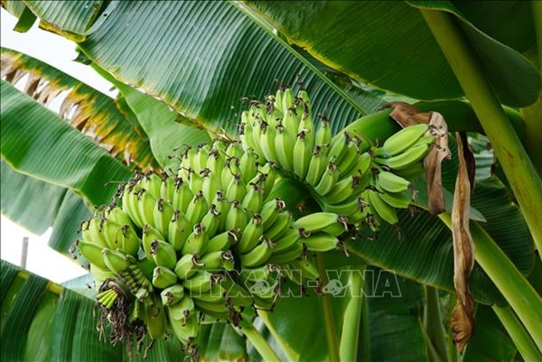 Sản phẩm chuối Vân Nam cho thu tiền tỷ mỗi năm