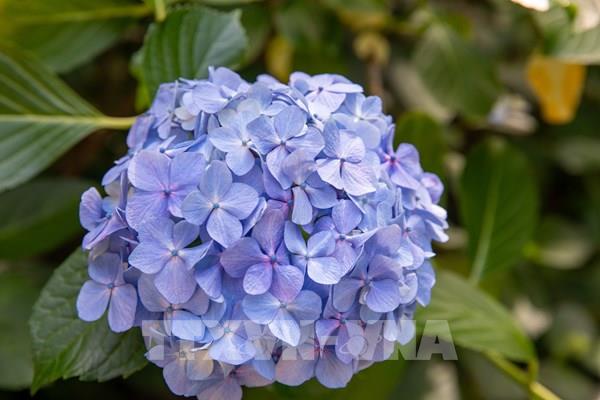 Hoa cẩm tú cầu nở rộ tại Nhật Bản