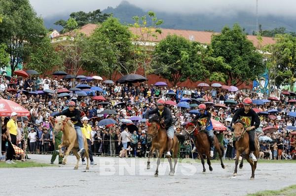 Cuộc đua của những chiến mã trên cao nguyên trắng Bắc Hà