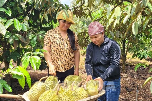 Tăng hiệu quả kinh tế từ trồng sầu riêng theo tiêu chuẩn VietGAP