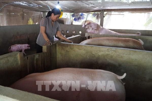 Kiên Giang hỗ trợ hàng nghìn hộ Khmer thoát nghèo