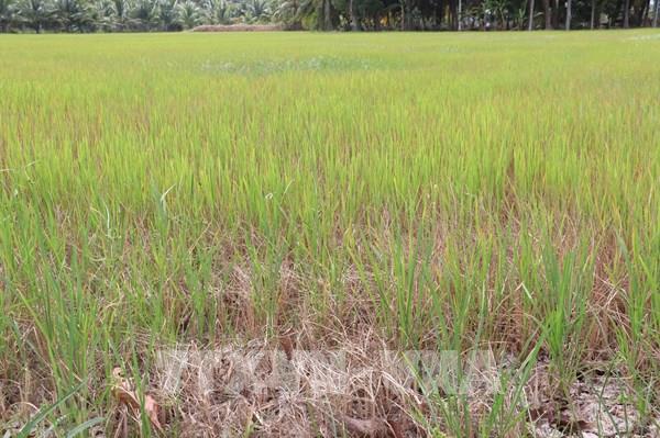 Phục hồi sau hạn, mặn vùng ven biển - Bài 1: Nỗi lo sau hạn mặn