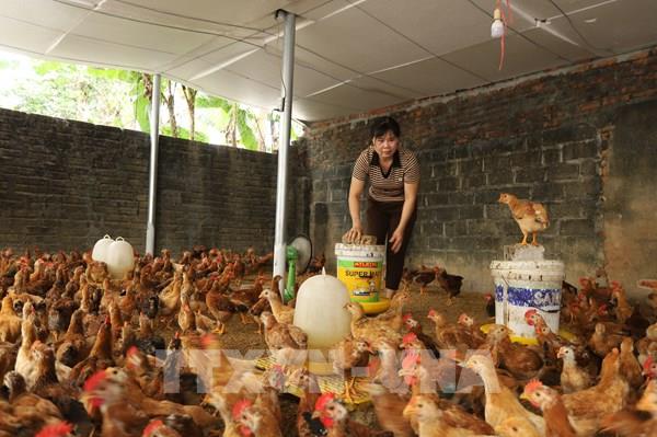 Thủ tướng chỉ đạo tập trung phòng, chống dịch bệnh gia súc, gia cầm