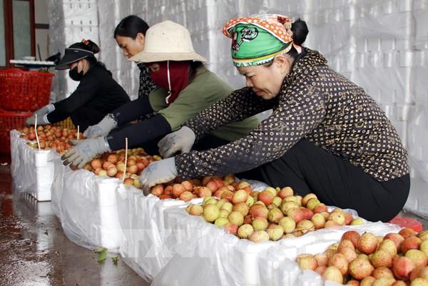 Bắc Giang xuất khẩu vải thiều thành công vào nhiều thị trường "khó tính"