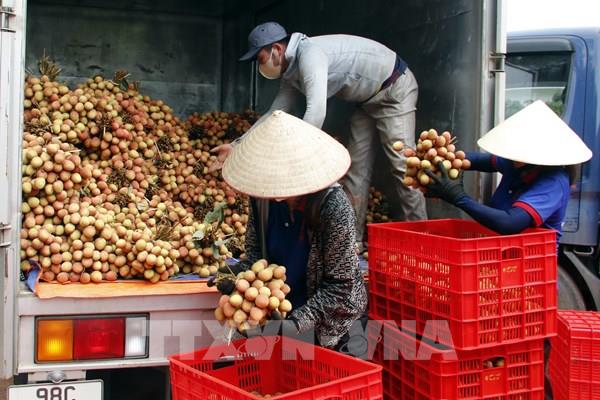 Bắc Giang nâng cao chất lượng, mở rộng thị trường xuất khẩu vải thiều