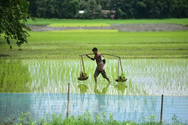 Quốc gia xuất khẩu gạo hàng đầu thế giới đối mặt thời tiết bất lợi