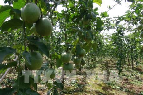 Xuất khẩu chanh leo tím từ vùng đất kém hiệu quả