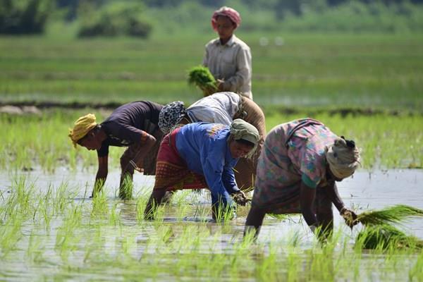 Kinh nghiệm Ấn Độ: Đưa AI đến với nông dân