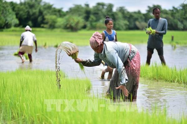 Nông nghiệp Ấn Độ chịu nhiều sức ép do thiếu mưa