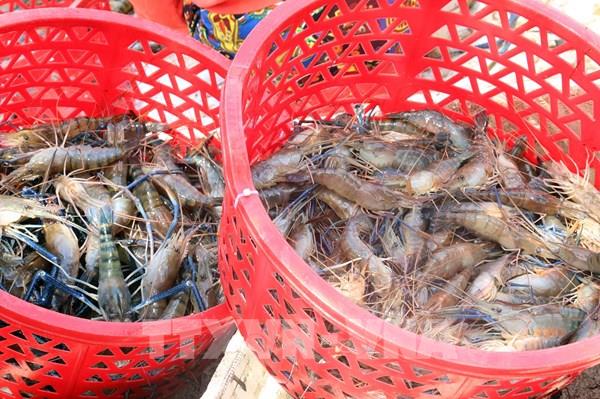Nông dân U Minh Thượng trúng giá cua biển, tôm càng xanh