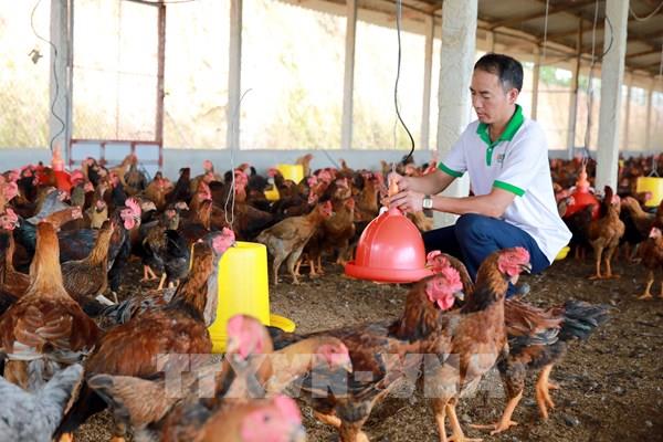 Hướng đến nền nông nghiệp xanh từ sản xuất tuần hoàn