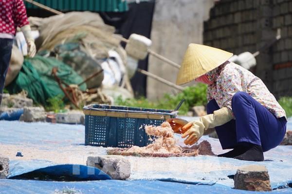 Rộn ràng mùa moi biển