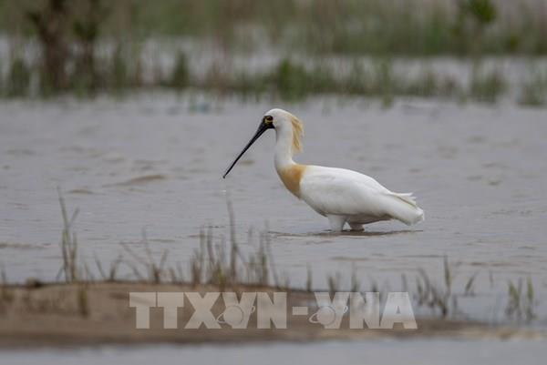 Loài chim quý hiếm mở rộng vùng sinh sống ở Trung Quốc
