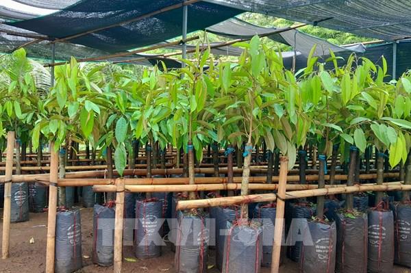 Bình Phước khuyến cáo nhà nông không chạy đua trồng sầu riêng theo phong trào