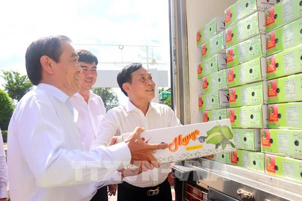 Để quả xoài Cần Thơ vươn xa chinh phục thị trường quốc tế