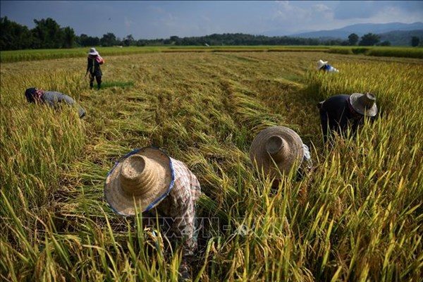  Thái Lan kêu gọi doanh nghiệp hỗ trợ nông dân tiêu thụ nông sản