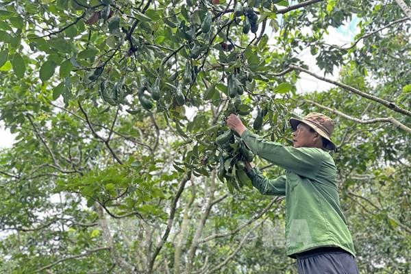 Quảng bá trái bơ Lâm Đồng trên chuyến bay đi Hàn Quốc