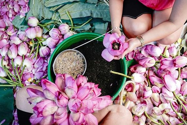 Trà ướp sen Tây Hồ - nét tinh hoa của người Hà Nội