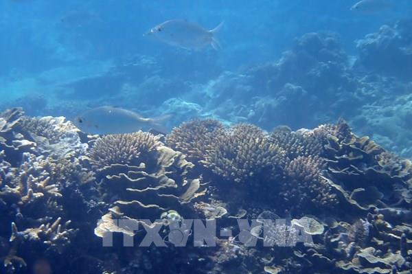 Chiêm ngưỡng Khu bảo tồn biển Vườn quốc gia Núi Chúa – Ninh Thuận