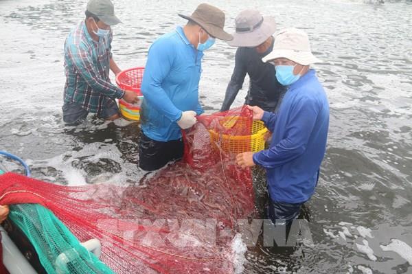 Giá tôm thương phẩm ở Bà Rịa-Vũng Tàu giảm mạnh