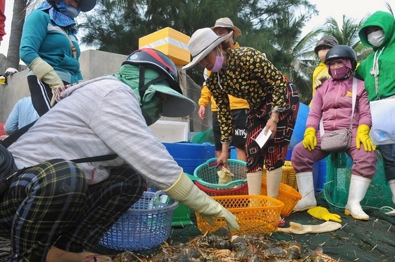 Đã xác định được nguyên nhân tôm hùm và cá chết hàng loạt ở Phú Yên