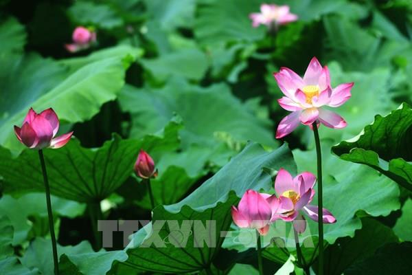 Hoa sen nở rộ ở nhiều địa phương của Trung Quốc