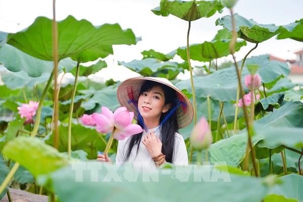 Vẻ đẹp sen Bách Diệp Hồ Tây