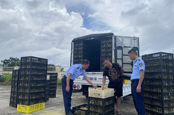 Phát hiện xe chở hơn 20.000 con vịt giống không rõ nguồn gốc tại Móng Cái