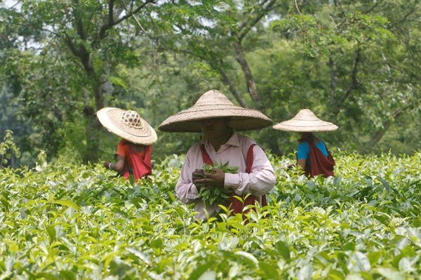 Thời tiết khắc nghiệt "thổi" giá chè Ấn Độ tăng cao