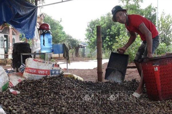 Hội Điều Bình Phước “cầu cứu” trước tình trạng giả mạo hạt điều