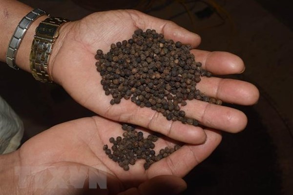 Xuất khẩu hồ tiêu giảm về lượng nhưng tăng về giá trị