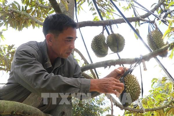 Phú Yên: Năng suất sầu riêng có thể giảm đến 50% do nắng nóng kéo dài