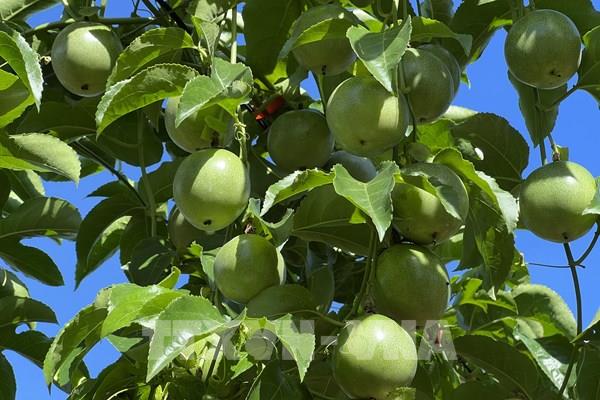 Cơ hội lớn cho nông sản Việt Nam vào thị trường tỷ dân