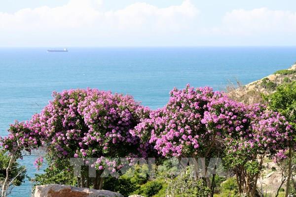 Bằng lăng “nhuộm tím” khu rừng ven biển Ninh Thuận