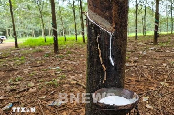 Cao su giao dịch sôi động trong ngày thị trường nghỉ lễ Giáng sinh