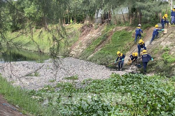 Cá chết nổi trắng trên kênh thoát nước tại Đà Nẵng